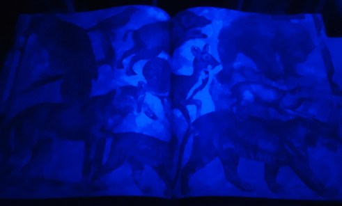 Contenido 3 iluminaturaleza